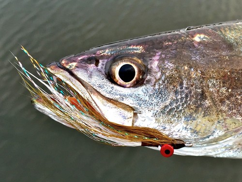 Fly fishing flies redfish - fishing,