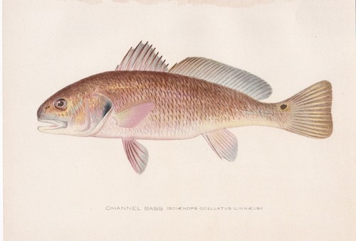 Original antique fish print - antique,