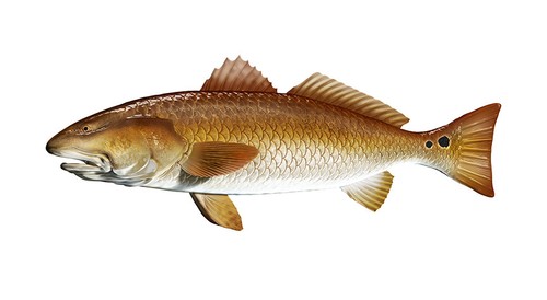 Redfish red fish sticker - 7",